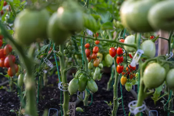 Actualite Creer un potager Beaune 0