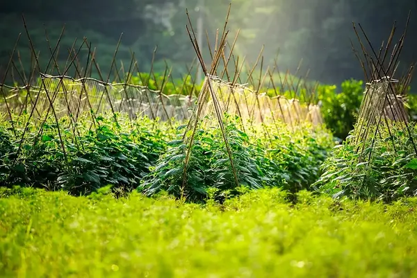 Actualite Creer un potager Beaune 1