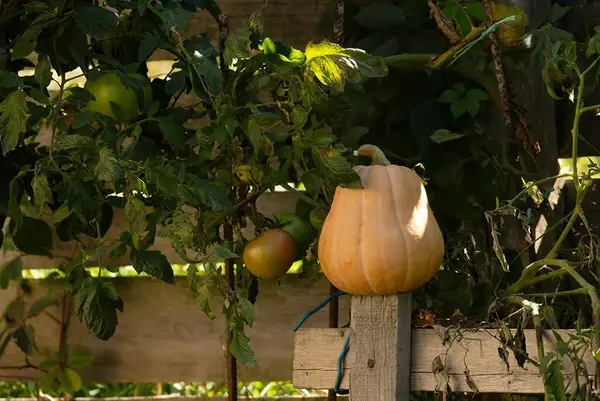 Actualite Creer un potager Beaune 2