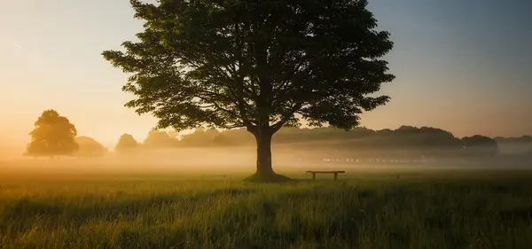 Arboriculture V2 G Paysages Bourgogne 0