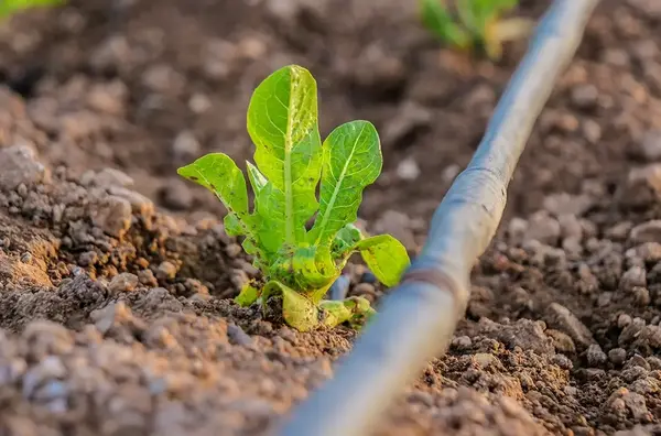Arrosage automatique de pelouse Dijon 2