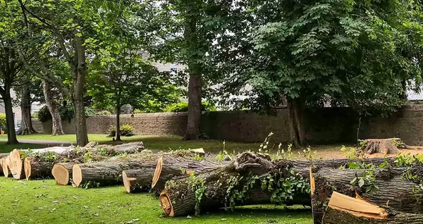 Autorisation pour couper un arbre 0