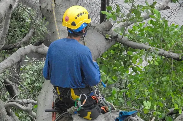 Autorisation pour couper un arbre 1