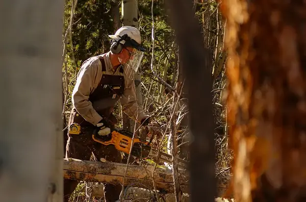 Autorisation pour couper un arbre 2