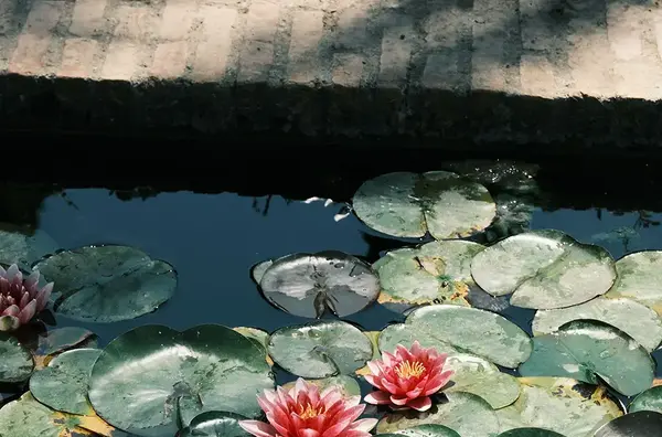 Bassin Jardin Beaune V2 G 1