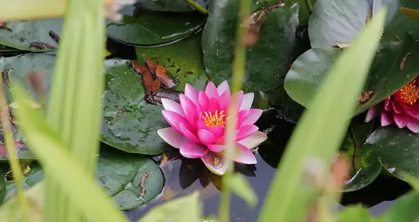 Bassin Jardin Beaune V2 G 3