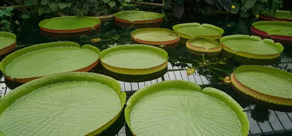 Bassin Jardin Dijon V2 G 0