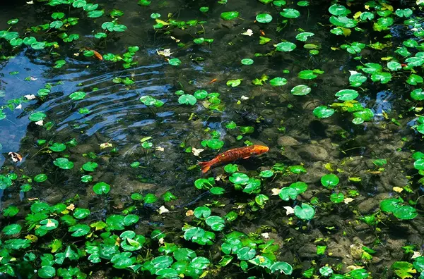 Bassin Jardin Dijon V2 G 1