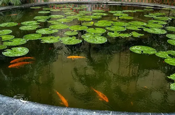 Bassin Jardin Dijon V2 G 2