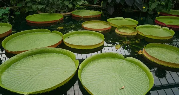 Bassin de jardin V2 G Paysages Bourgogne 0