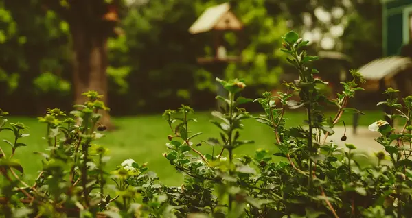Comment amenager un jardin de 100m² 0