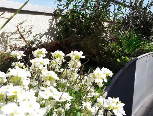 Creation rootop V2 G Paysages Bourgogne 3