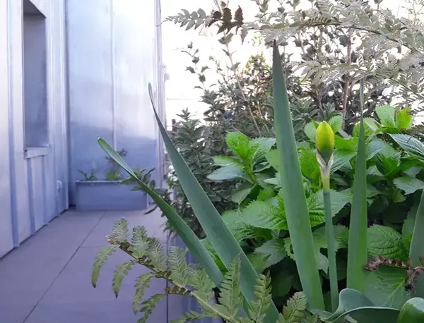 Creation rootop V2 G Paysages Bourgogne 4