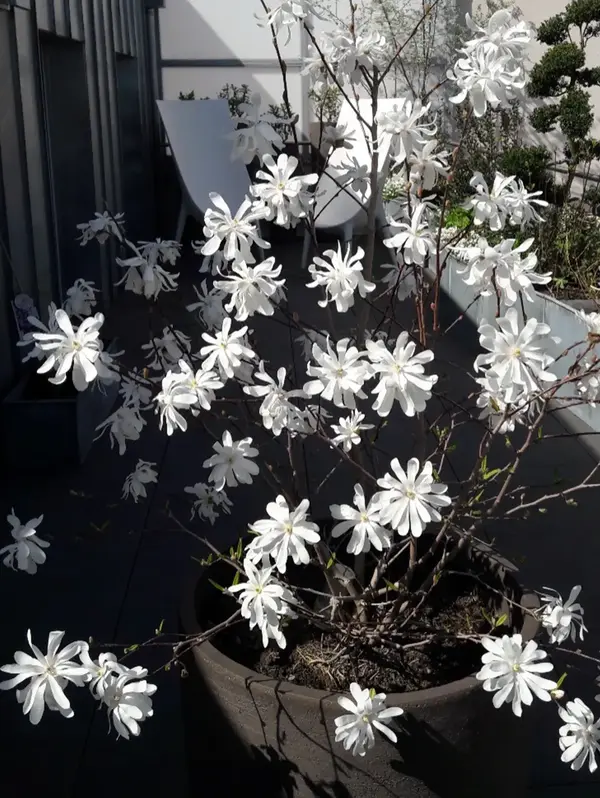 Creation rootop V2 G Paysages Bourgogne 6