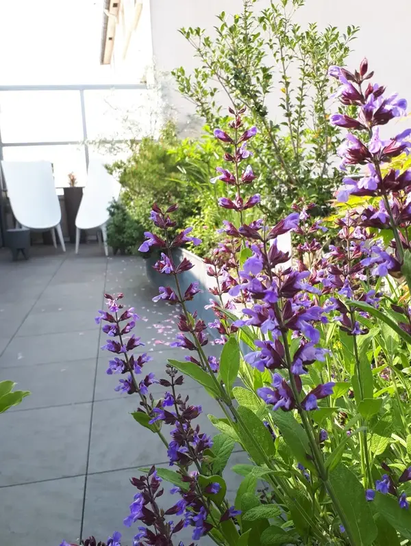 Creation rootop V2 G Paysages Bourgogne 8