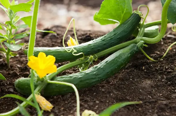 Creer un potager 1