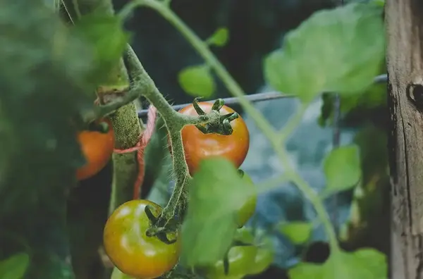 Creer un potager 2