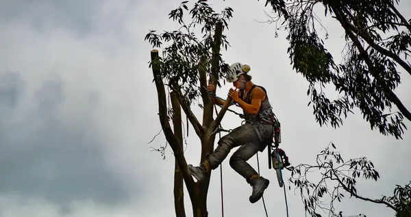 Entreprise Coupe Arbre Bourgogne 0