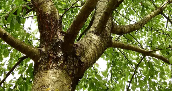 Entreprise Coupe Arbre Bourgogne 2