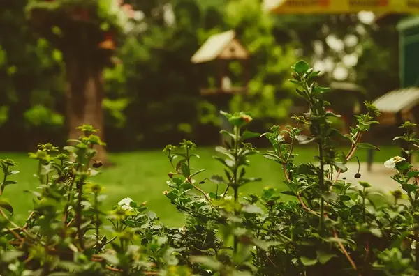 Entretien Jardin Dijon V2 G Paysages Bourgogne 2