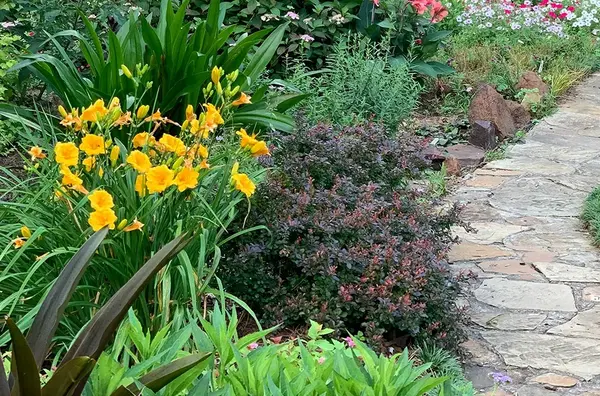 Entretien Jardin Dijon V2 G Paysages Bourgogne 3