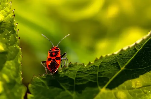 Entretien d un jardin sans pesticides 1