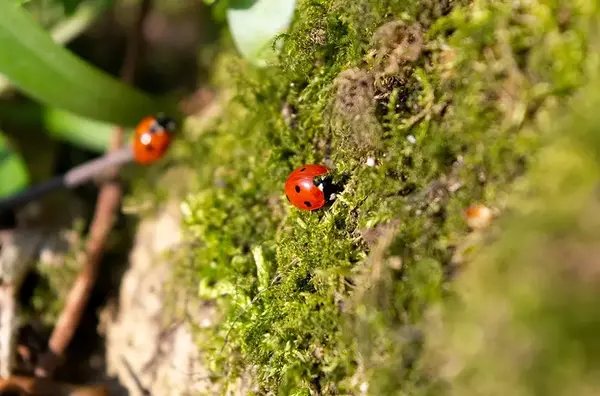 Entretien d un jardin sans pesticides 2
