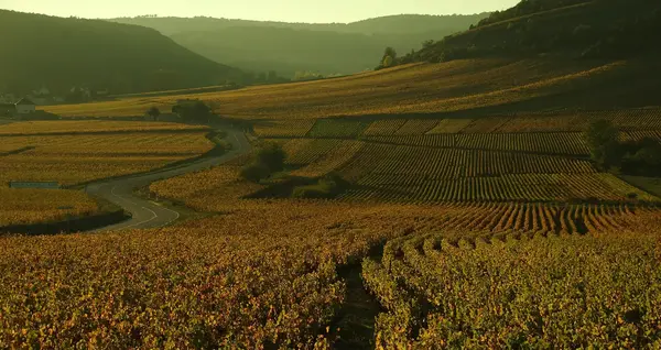 Essence vegetale Bourgogne 0