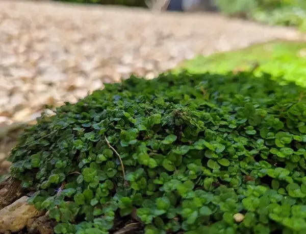 Jardin particulier V2 G Paysages Bourgogne 3