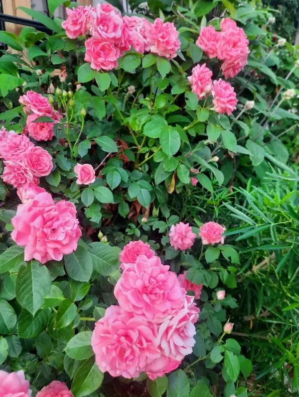 Jardin particulier V2 G Paysages Bourgogne 5