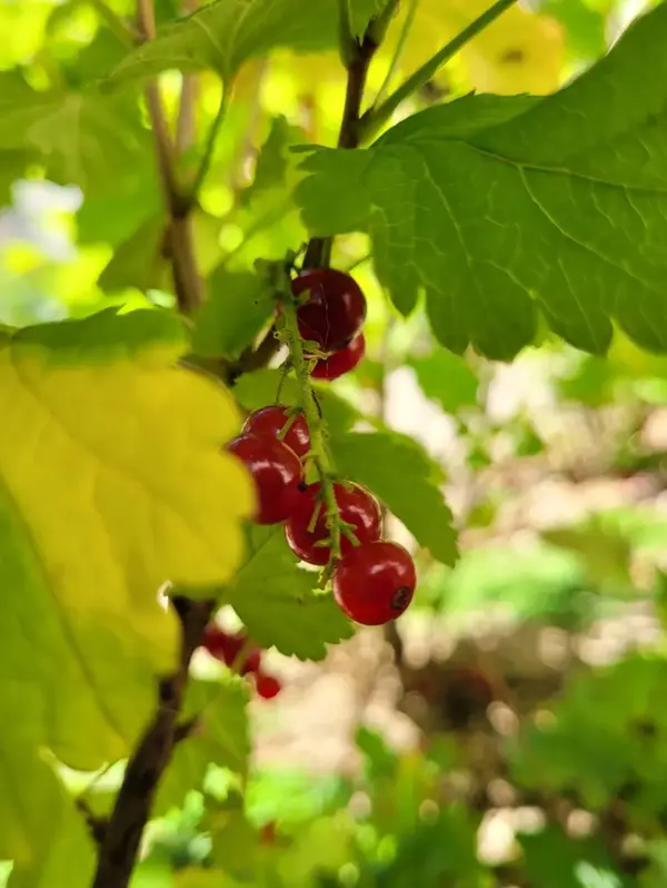 Jardin particulier V2 G Paysages Bourgogne 6