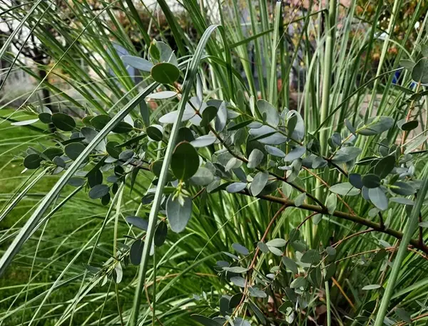 Jardin privatif V2 G Paysages Bourgogne 0