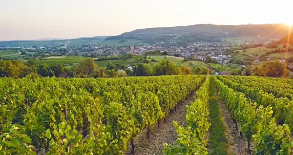 Paysagiste Arbois Jura V2 G 0