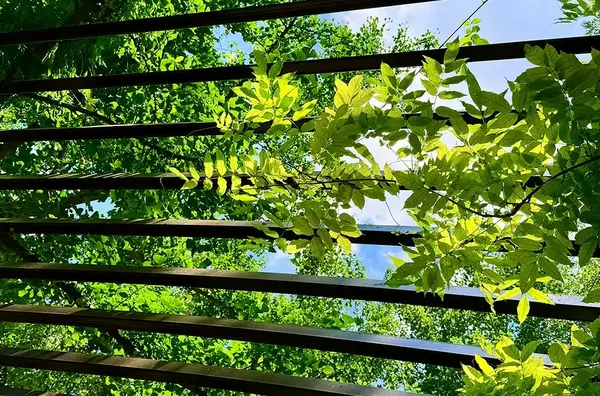Pergola Beaune V2 G Paysages 2
