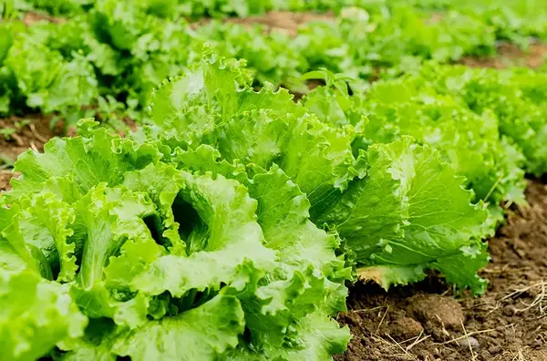 Permaculture Bourgogne 1