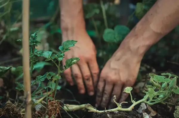Permaculture Bourgogne 2