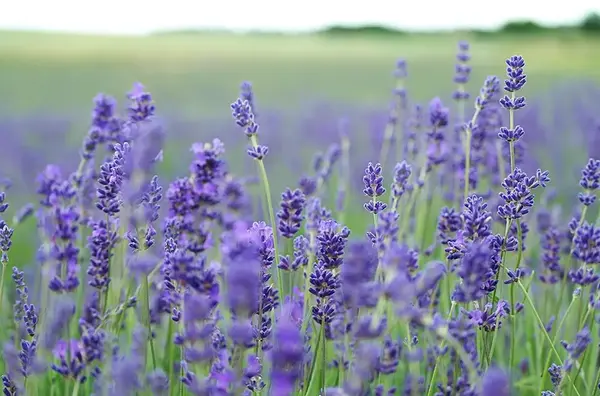 Plante et chaleur V2 G Paysages 1