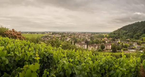 Quel paysagiste choisir a Nuits Saint Georges 0