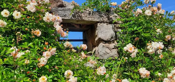 Rehabilitation vegetal ruines V2 G Paysages Bourgogne 0