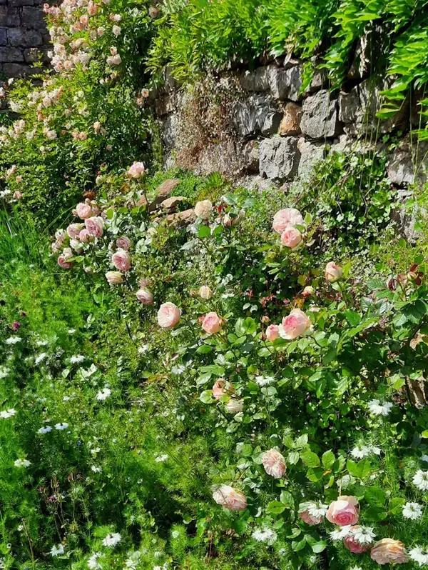 Rehabilitation vegetal ruines V2 G Paysages Bourgogne 3