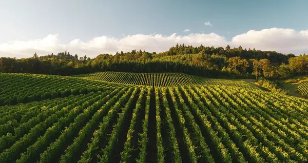 Revegetalisation de vignobles 0