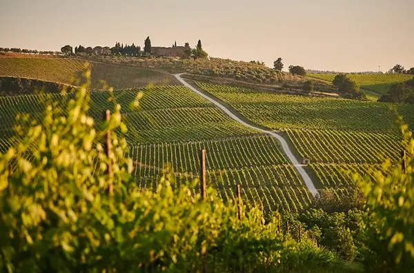 Revegetalisation de vignobles 1