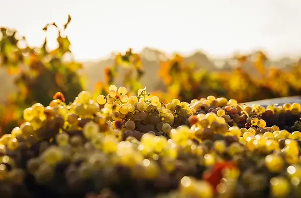 Revegetalisation de vignobles 2