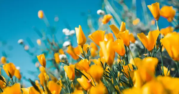 Tendance Jardin 2026 V2 G Paysages 0