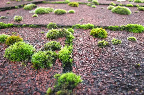 Toiture vegetalise Bourgogne V2 G Paysages 2