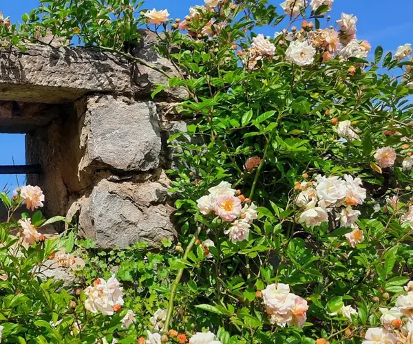 Rehabilitation vegetal ruines V2 G Paysages Bourgogne 0