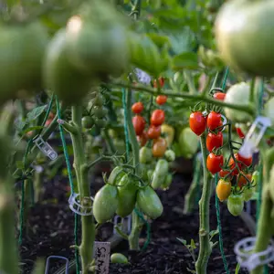 Actualite Creer un potager Beaune 0