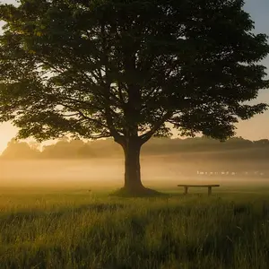Arboriculture V2 G Paysages Bourgogne 0