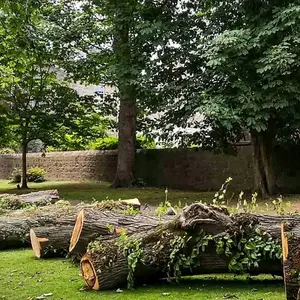 Autorisation pour couper un arbre 0