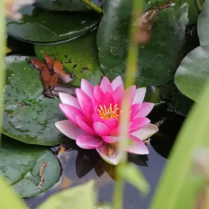 Bassin Jardin Beaune V2 G 3